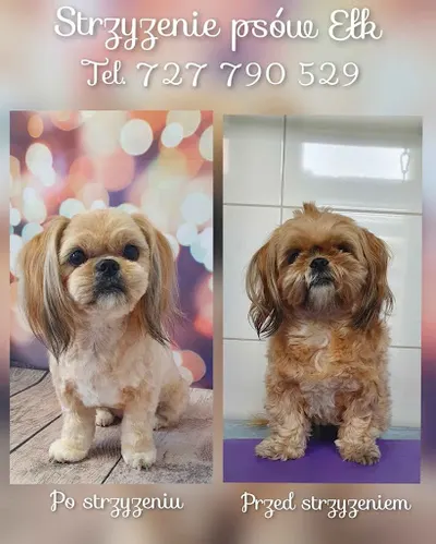 Strzyżenie psów Ełk